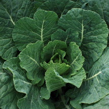 Champion Collard Seeds 300+ Greens Vegetable Microgreen Non-Gmo From US - £6.93 GBP