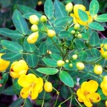 5 Cassia Tora Sickle Senna Yellow Flowers Seeds For Planting   - $19.50