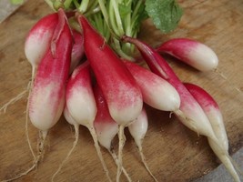 Radish French Breakfast - 100+ seeds- CRISPY and FINE! R 030 - $68.74 MXN