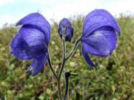 FRESH Aconitum Napellus - Monkshood Seed - £6.33 GBP