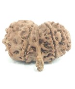 Rare Gauri Shankar Ganesh Rudraksha - 9 mukhi - IGL Certified - $208.40 CAD