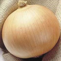 BPA 250 Seeds Sweet Walla Walla Onion Allium Cepa Vegetable From USA - £7.84 GBP