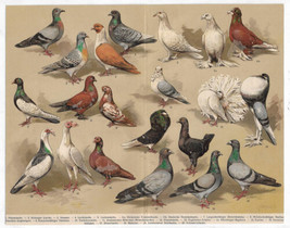 Antique Print Pigeon Species Meyers Lexikon Birds Enyclopedia Art 1906 - £18.06 GBP