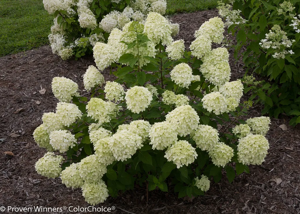 LITTLE LIME Panicle Hydrangea Live Plant Easy to Grow Garden USA Seller  - $43.80