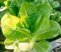 Little Caesar Lettuce Seeds 250+ SEEDS NON-GMO  - $9.98