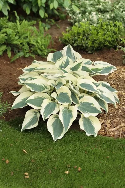 Hosta Firn Line Well Rooted 5.25 Inch Pot Unique Leaves - $36.92
