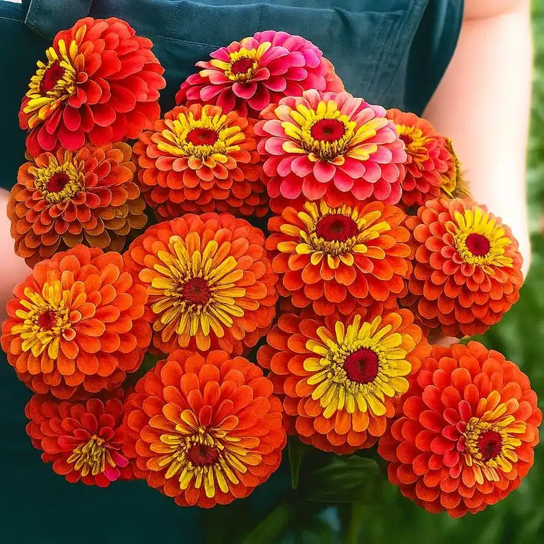 100 Queen Lime Red Zinnia Seeds, Pollinator-Friendly, Easy to Grow - $12.99