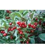 Elaeagnus Multiflora Goumi Berry Fresh Seeds - £14.20 GBP