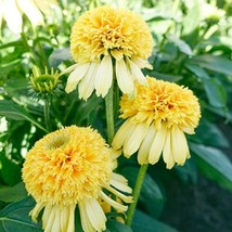 VP Lemon Drop Coneflower Echinacea Perennial Flowers Flower USA 50 Seeds - £6.28 GBP