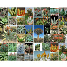 Goodidea 100pcs Aloe Mix Succulents Garden Plants - Seeds - $31.70