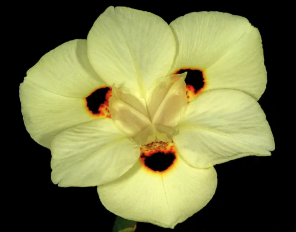 20 Yellow African Iris Fortnight Lily Dietes Bicolor Butterfly Flag Flower Seeds - £11.01 GBP