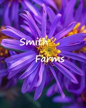 25 Seeds Purple Aster Flowers Aster Amellus Fresh Seeds - £8.10 GBP