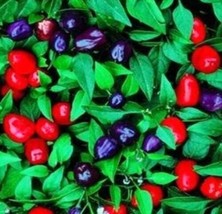 LWSTORE Blue Ornamental Pepper Filius Blue Hot Peppers Non Gmo Seeds 15Ct USPS S - $8.42