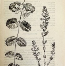 1905 Moneywort Glaux Wild Flower Print Pen &amp; Ink Lithograph Antique 6.75 x 3.75&quot; - £13.77 GBP