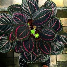 25+ Dottie Calathea Seeds For Garden Planting - USA  - £4.22 GBP