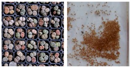 200 Seeds / Pack Mix Lithops Pseudotruncatella Succulent Plant Seeds  - £26.77 GBP