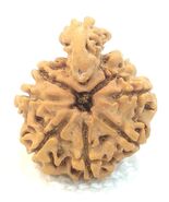 Laxmi Naag Savar Rudraksha / 1 Mukhi Sawar Rudraksha - Nepal - IGL Certi... - $6,809.70 MXN