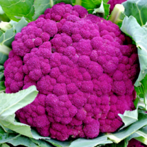 “ 20 PCS SEEDS Heirloom Purple Sicily Cauliflower Organic Vegetable Seeds, Origi - £7.97 GBP