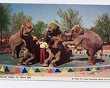 St Louis Zoo Elephant Show Postcard 1952 Missouir - $11.88