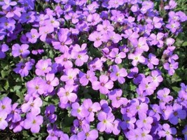 BPA 500 Seeds Purple Rockcress Rock Cress Aubrieta Deltoidea FlowerFrom USA - £7.91 GBP