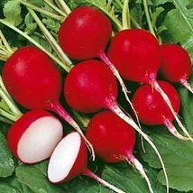 Radish Seed , Cherry Belle, Heirloom, Non GMO 200+ Seeds, Red Radishes - $5.99