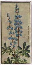 Cowan Co Toronto Card Blue Lupin Wild Wild Flowers Of Canada - £7.49 GBP