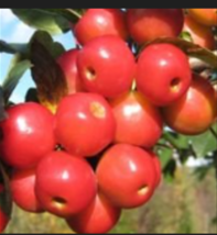 Siberian Crab apple  15 seeds - £4.78 GBP