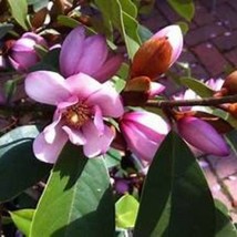 USA SELLER Fairy Blush Michelia Doltsopa Magnolia Tree Pink Fragrant Blo... - £90.84 GBP