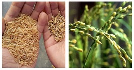 800 Seeds Brown Basmati Rice Seeds - Grow Your Own - £19.59 GBP