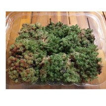 Live Sphagnum Moss  1 gallon bag  Fresh Organic Mixed Species Bog Garden Plants - £46.54 GBP