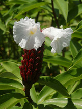 FREE SHIPPING Costus speciosus Crepe Malay Ginger Canereed  20 Seeds - £13.45 GBP