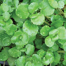 True Watercress Seeds/ /500/1000/2500/5000/ Omega Homestead (#32A) - £5.15 GBP