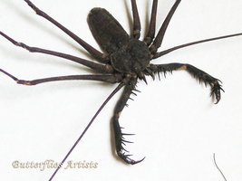 Whip Spider Tailless Scorpions Phryna Grossetaitai XXL Framed Entomology Display - $124.99
