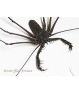 Whip Spider Tailless Scorpions Phryna Grossetaitai XXL Framed Entomology... - £99.60 GBP