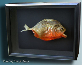 Piranha Pygocentrus nattereri Red Bellied Razor Teeth Framed Taxidermy Shadowbox - $118.99