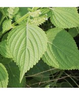 200 Green Shiso &#39;Japanese Basil&#39; Seeds, Herbs Plant Outdoor Plant Organi... - $10.99