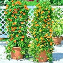 1200 Seeds Black Eyed Susan Vine Flower Easy 8ft Climber Garden/Container - £19.16 GBP
