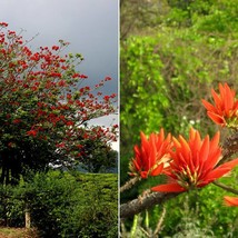 Fresh USA Seller Erythrina Variegata Tigers Claw Indian Coral Tree 5 Seeds - £11.18 GBP