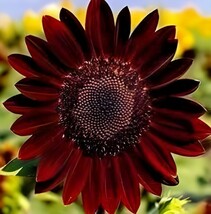 AD 25 Velvet Queen Sunflower Seeds Beautiful Heirloom Vibrant Reds&amp;Yello... - $13.26