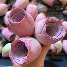 100 Seeds The Mountain Rose Green Rose Garden Greenovia Flower - $12.27