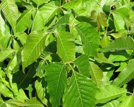 Toxicodendron Vernicifluum (Chinese Lacquer Tree) 25 seeds - $3.03