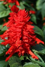 50 Seeds | Outsidepride Sage Scarlet Wildflower - £7.83 GBP