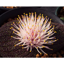 10 Seeds Massonia Pustulata Seeds Purple Succulent Plants Blistered Mass... - $26.33