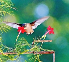 40 Cypress Hummingbird Vine Seeds Climber 6-12 Tall Fall Flower Gardening Fresh  - $10.00