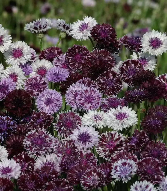 JGBO 120 Centaurea &quot;Magic&quot; Purple To Lilac Bachelor Buttons, Annual Flower Seeds - £10.78 GBP