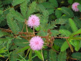 50 seeds Sensitive Plant, Touch Me Not Mimosa pudica - £4.78 GBP