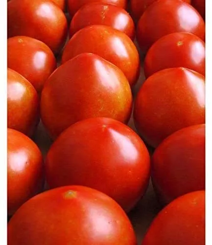 Emma&#39;s Early Girl Tomato Seeds 30+ Seeds Harvest in 60 Days. Made in USA St - £9.85 GBP