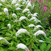 5 Gooseneck Loosestrife Perennial Live Semi Rooted Plant - £18.14 GBP