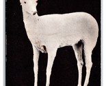 Albino Deer Taxidermy Killed By John Wolf Shelby Montana MT UNP DB Postc... - $42.52