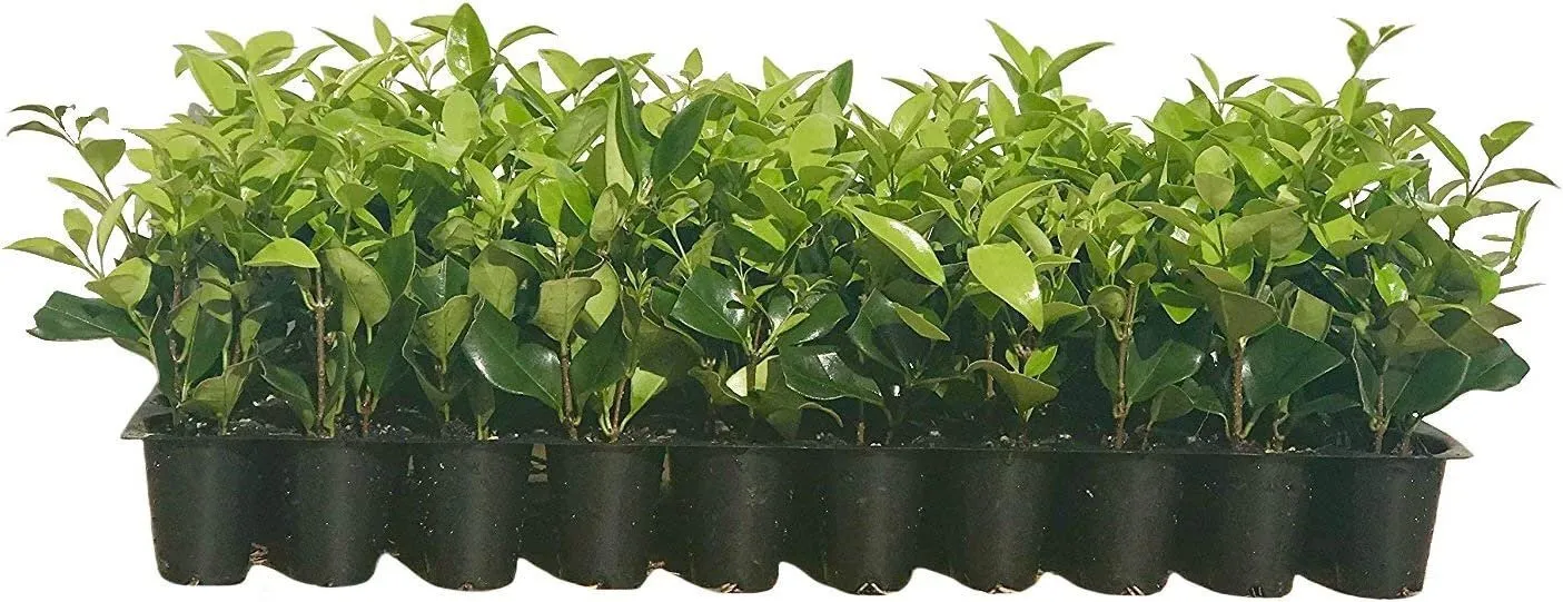 Ligustrum Waxleaf Privet 15 Live Plants Privacy Hedge - $95.17